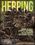 The Herping Magazine - Читать журналы и газеты онлайн бесплатно без регистрации | Печатные периодические издания на bookjurn.ru