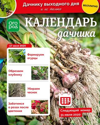 Огород Ру. Календарь дачника №14, июль 2020 - Читать журналы и газеты онлайн бесплатно без регистрации | Печатные периодические издания на bookjurn.ru